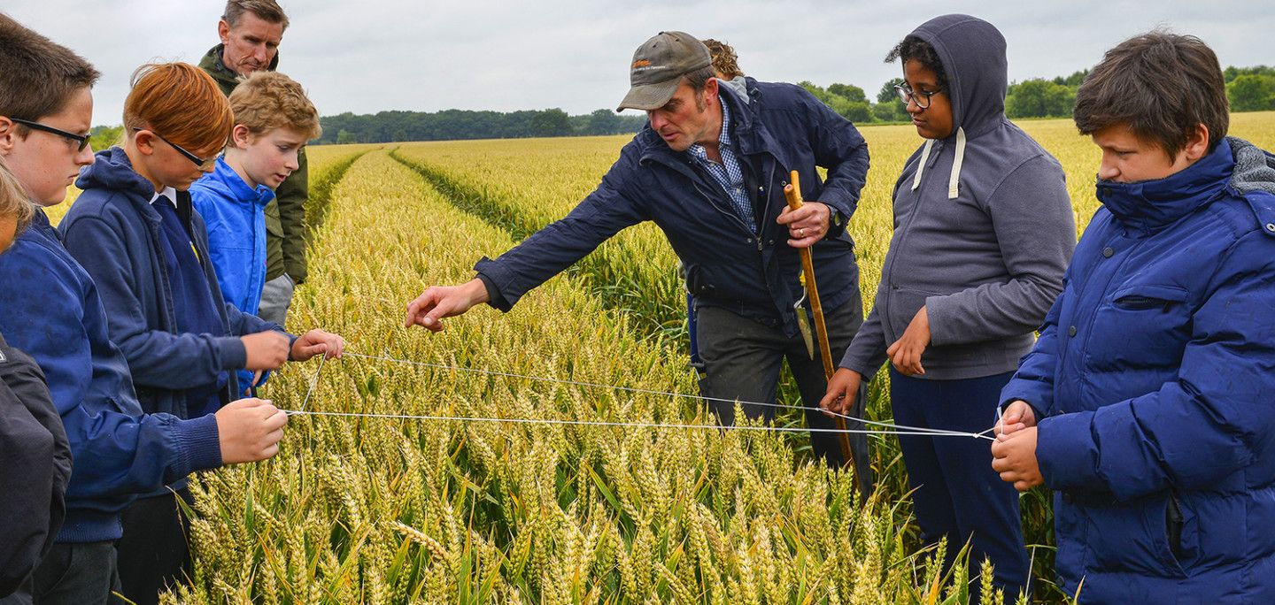 Wheat farmer and children calculating yields with children
