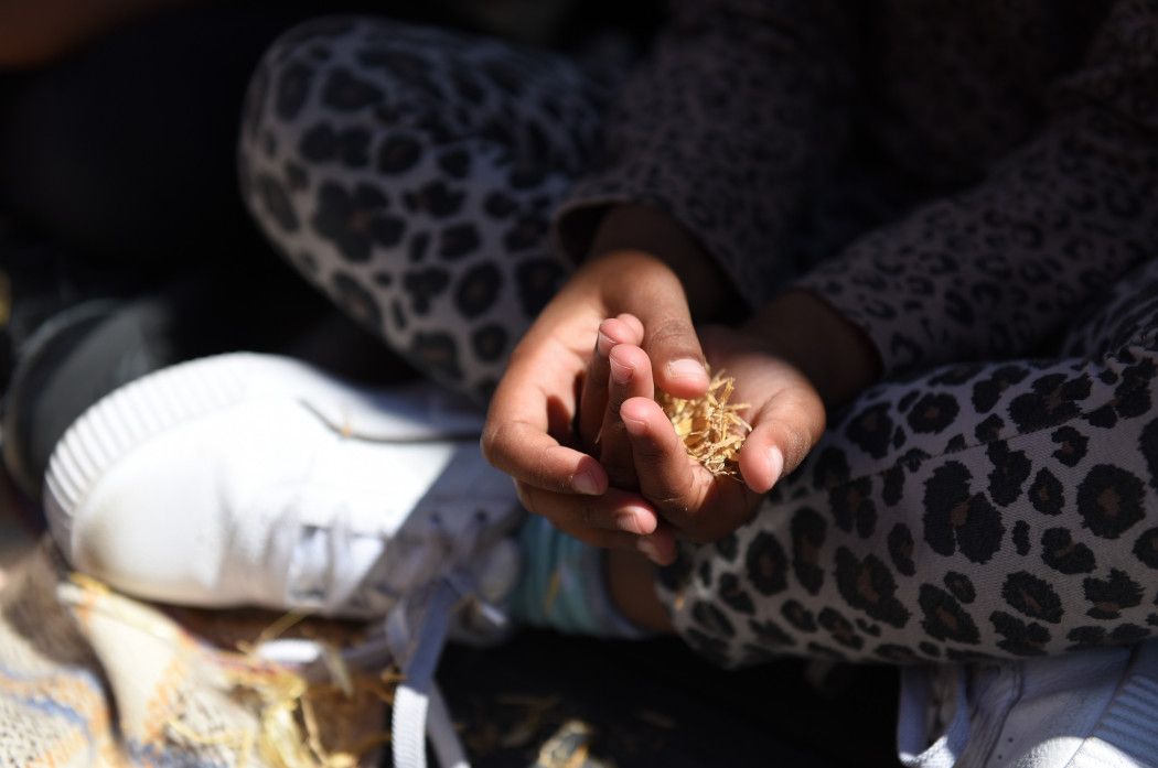 Young girl feels some straw in her hand
